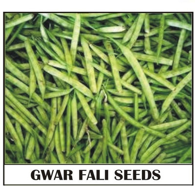 Avysa Gwar Fali/Cluster Beans Seed(250 per packet)