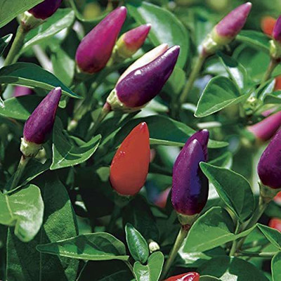 TRICONE Ornamental Vegetables Seeds Chilli Non Gmo Hybrid Mirch 400 Seeds V15 Seed(400 per packet)