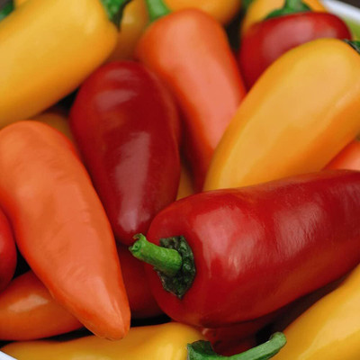Biosnyg Disease-Resistant Mix Fresno Chilli Seeds for Terrace Gardening-(4000 Seeds) Seed(4000 per packet)
