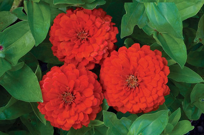 Qualtivate Rare Big Red Zinnia Seeds Seed(25 per packet)