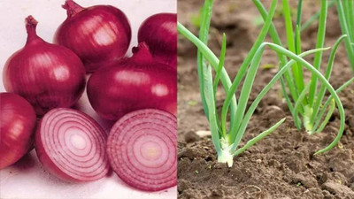 WILLVINE SYN -IV Pyaz/Onion Red F1 Hybrid Vegetable [10g] Seed(7500 per packet)