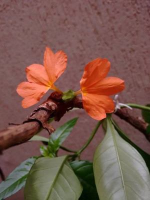 alphonso kanakambaram-firecracker-crossandra Seed(42 per packet)