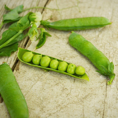 VibeX ® RXI-180 Little Marvel Shelling Pea Seed(50 per packet)