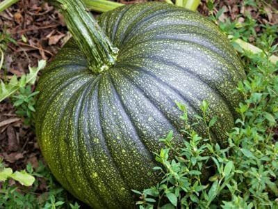 VibeX KGF -88 - Hybrid Pumpkin - (100 Seeds) Seed(100 per packet)