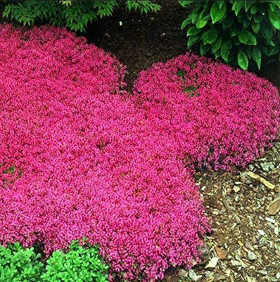 CYBEXIS XLL-1 - Wild Creeping Thyme - (150 Seeds) Seed(150 per packet)