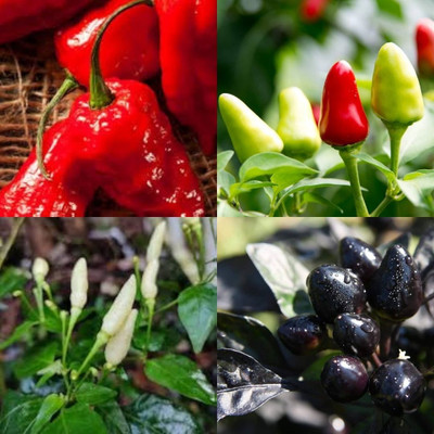ibains Red chilli seeds 420 Seed(420 per packet)