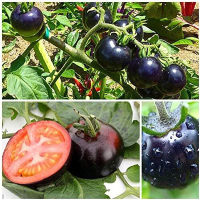 KNESSiN Purple Cherry Tomatoes Seeds Seed(200 per packet)