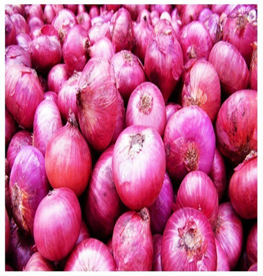 Quentova Organic Onion Pyaj-HUA-3Q Seed(200 per packet)
