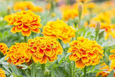 BDSresolve bulk marigold seeds, pot marigold seeds pack of 81 Seed(81 per packet)