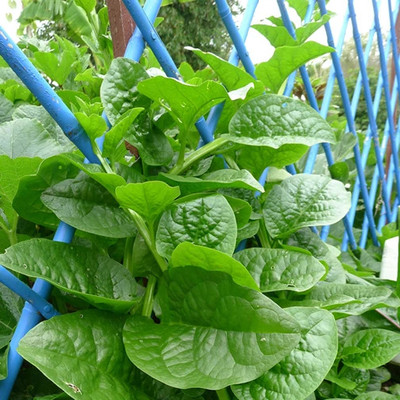 the green dotcom malabar spinach seeds Seed(43 per packet)