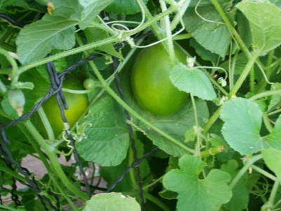 Qualtivate RES-1A Yellow Musk Melon Seed(200 per packet)