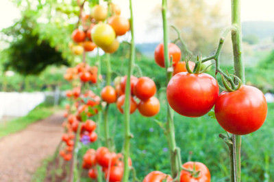 XOLDAA tomato Seed(110 per packet)