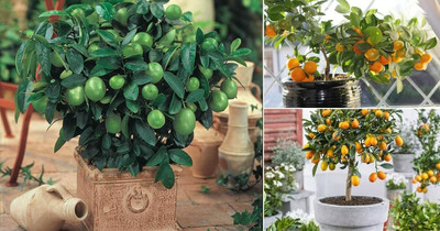 Aywal Citrus Limon (Lemon) Seed(5 per packet)