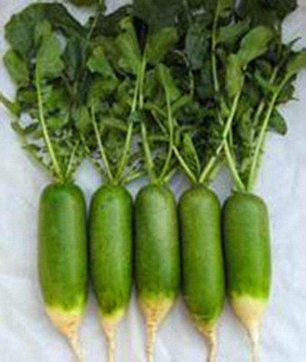CYBEXIS Green Heart Green Peel Radish600 Seeds Seed(600 per packet)
