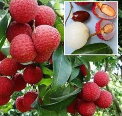 Oliver litchi,lichi.lichyee Seed(12 per packet)