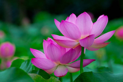 MATABE lotus,kamal gatta Seed(15 per packet)