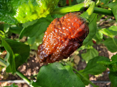 Biosnyg Chocolate Bhutlah Chilli Seeds For Kitchen Gardening-(2000 Seeds) Seed(2000 per packet)