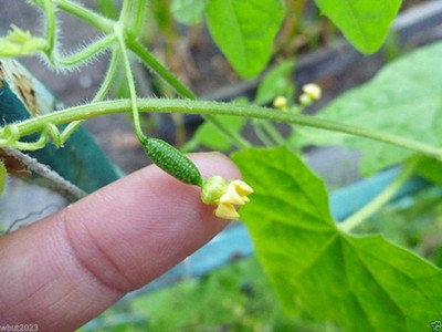 VibeX ® VXI-517 Mexican Sour Gherkin Cucumber Seed(200 per packet)