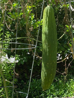 Quentova LONG LOOFAH Sponge Gourd SEEDS-VS-2S Seed(75 per packet)