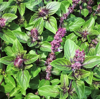 Qualtivate Licorice Basil(Ocimum basilicum) Seed(1000 per packet)