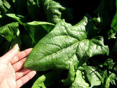 VibeX LX-81 - Giant Winter Spinach Non-GMO - (750 Seeds) Seed(750 per packet)