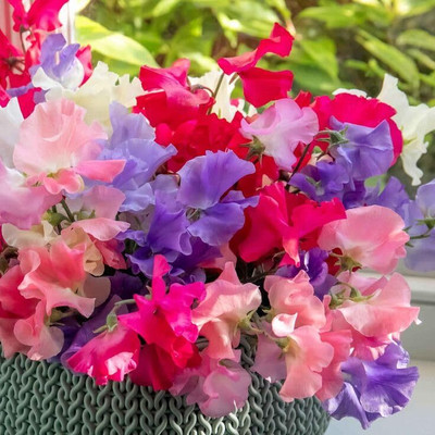 Lorvox Flower Seeds - Sweet Pea (Giant Wave Mixed) Seed(55 per packet)