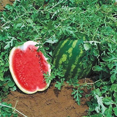 Qualtivate HUA-8A Top Gun Hybrid Watermelon Seeds Seed(100 per packet)