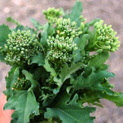 WILLVINE MEH -XI Spring Raab, Broccoli Seeds [2.5g] Seed(750 per packet)