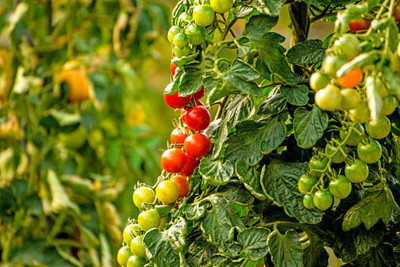 ANDARISTORE tomato Seed(70 per packet)