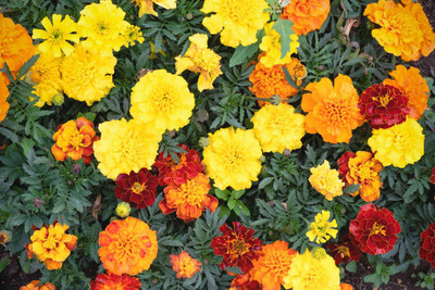 abiswas marigold/gende ka phool flower seeds Seed(50 per packet)