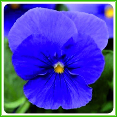 CYBEXIS Pansy F1 Panola Series XP Series 'True Blue' Seed Seed(1 g)