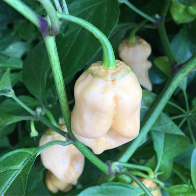 KNESSiN Organic White Bubblegum Pepper Seeds For Planting-(1200 Seeds) Seed(1200 per packet)