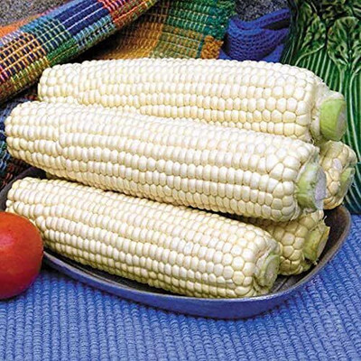 WILLVINE GOI -III White Corn Sweet Non GMO-[100g] Seed(400 per packet)