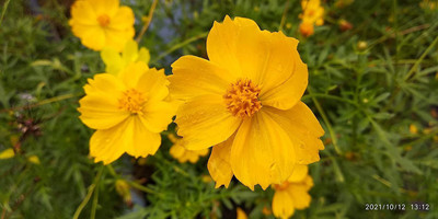 CYBEXIS Cosmos Sulphureus - Sulfur Cosmos Seed(25 per packet)
