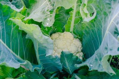 Azimut Yachts white cauliflower,gobhee seeds Seed(35 per packet)