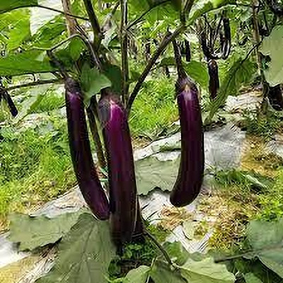 Arshiayat PPL Black Brinjal All Season Seed(51 per packet)