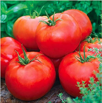 Biosnyg Disease-Resistant Ace 55 Large Tomato Seeds For Growing - (4000 Seeds) Seed(4000 per packet)