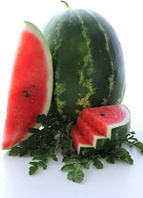 Qualtivate KXL-9AT Cal Sweet Supreme Watermelon Seeds Seed(100 per packet)