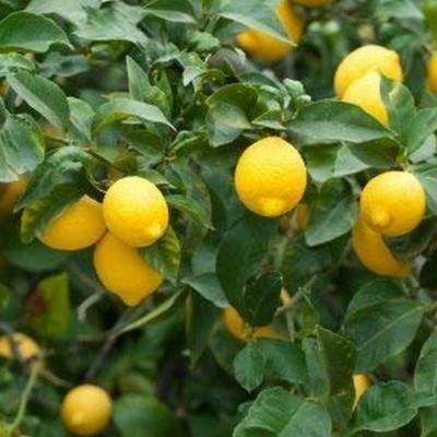 Aywal Lemon Seeds For Home Garden Seed(54 per packet)