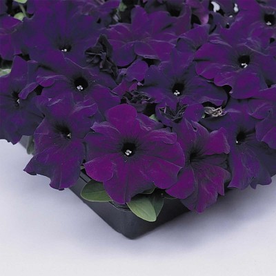 Biosnyg Petunia - Supercascade Series Flower Garden Seed-Blue[100 Seeds] Seed(100 per packet)