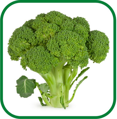 WILLVINE AGRI -VIII Hari Gobi Beej - Open Pollinated Broccoli Calabrese [10g] Seed(3000 per packet)