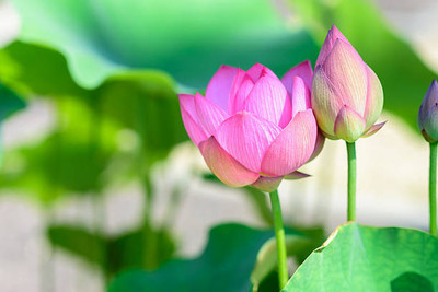 Kritharth Creation lotus,kamal gatta Seed(10 per packet)