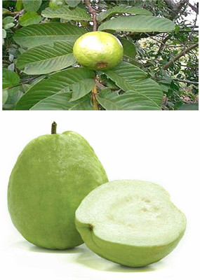 KANAYA Red Guava/Amrud/Amrood Fruit Seed(25 per packet)