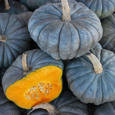 VibeX ® RXI-658 Pumpkin Squash Queensland Blue Seeds Seed(50 per packet)