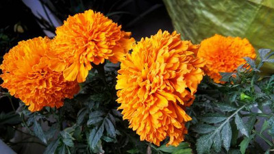 Around Creation marigold/gende ka phool flower seeds Seed(25 per packet)