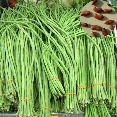 CYBEXIS Organic Long Bean Seeds400 Seeds Seed(400 per packet)