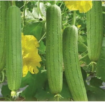 VibeX LXI-5 - Smooth Sponge Gourd Vine - (100 Seeds) Seed(100 per packet)