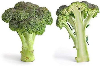 WILLVINE XLR-467 Broccoli Organic Non GMO Seed(200 per packet)