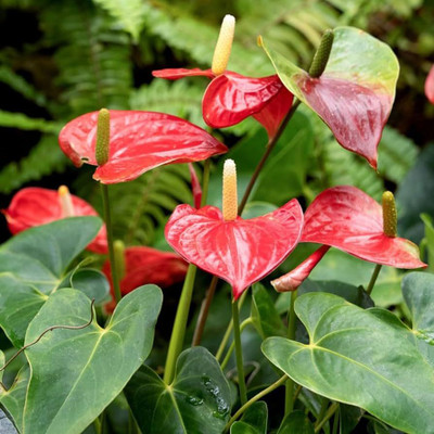 BJUBAS Anthurium seeds PACK OF 39 Seed(39 per packet)