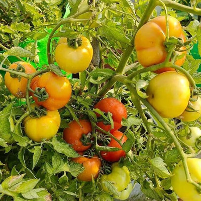 GREENSEA High Yielding Tomato Seeds for Home Gardening Seed(105 per packet)